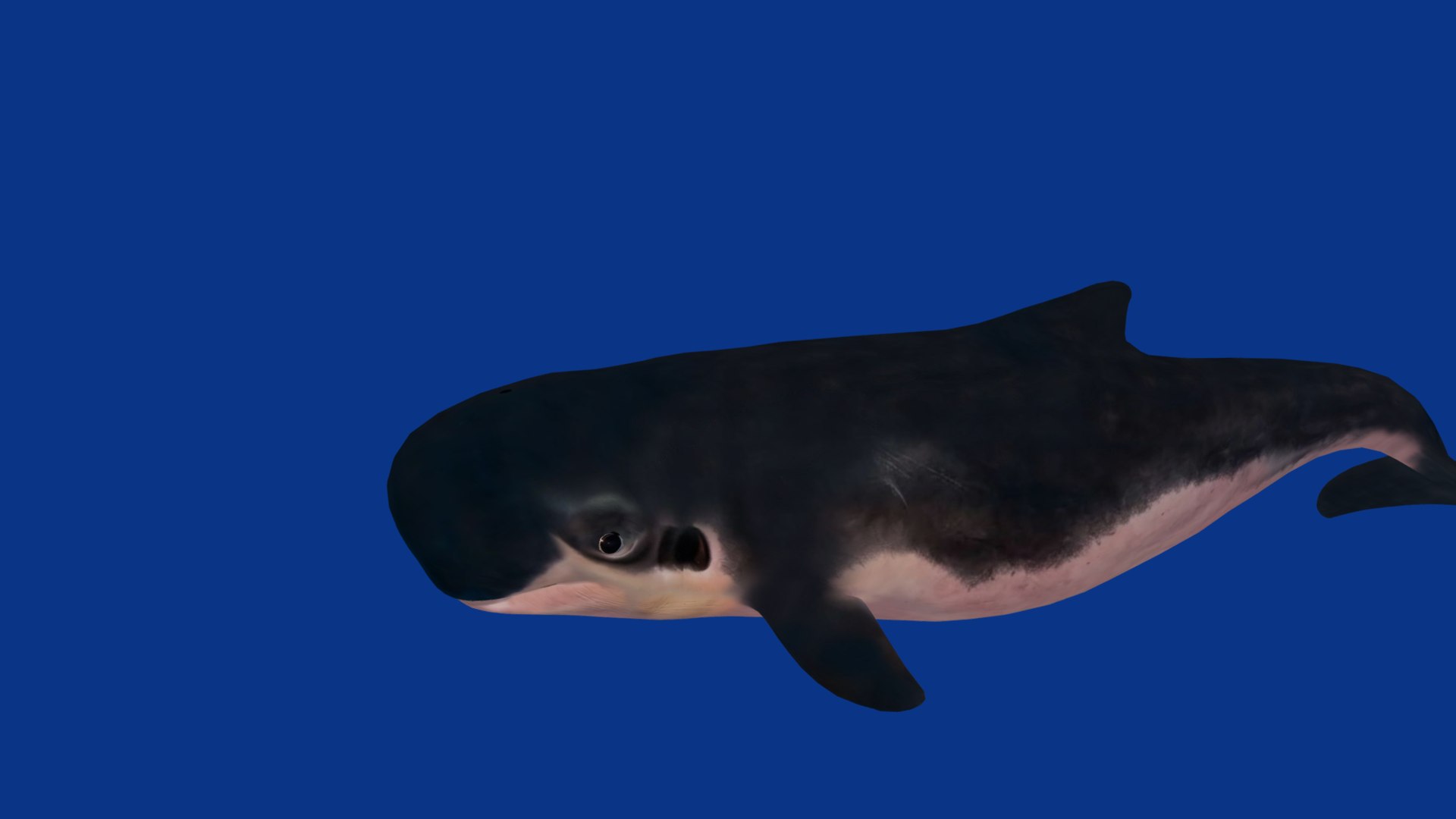 3D Pygmy Sperm Whale model https://p.turbosquid.com/ts-thumb/La/D9WbfA/Kz/pygmy_spermwhales9/png/1777660823/1920x1080/fit_q87/f90f711d6f79254eeb896937bcbaff1a4c76bba0/pygmy_spermwhales9.jpg