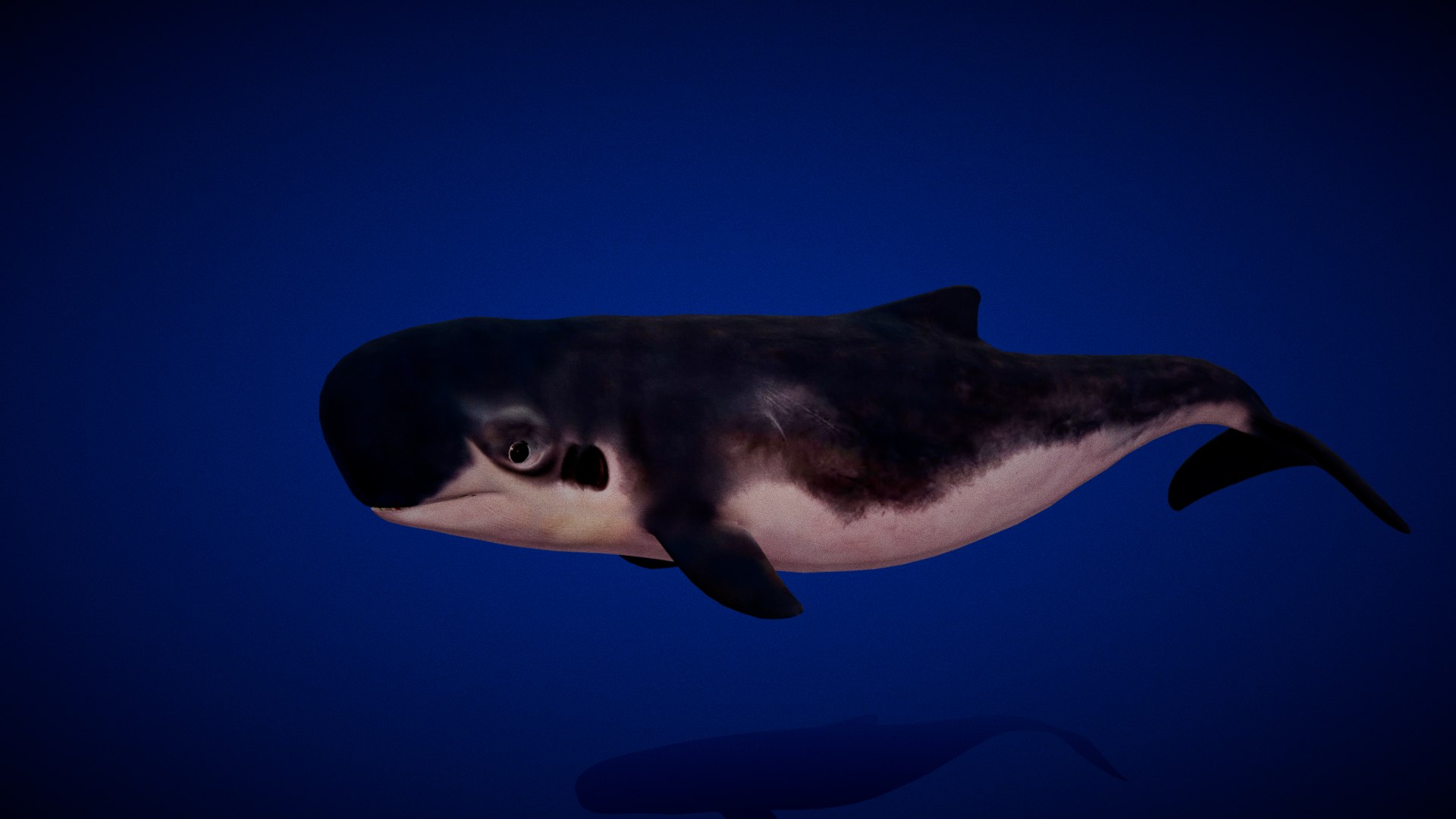 3D Pygmy Sperm Whale model https://p.turbosquid.com/ts-thumb/La/D9WbfA/L1/pygmy_spermwhales/png/1777660689/1920x1080/fit_q87/17eea06b71b09af2e2a2a0bba5d7be924556137f/pygmy_spermwhales.jpg