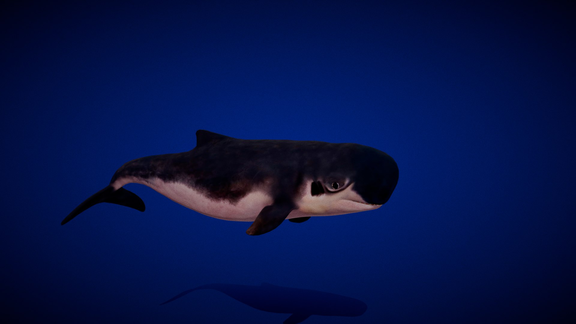 3D Pygmy Sperm Whale model https://p.turbosquid.com/ts-thumb/La/D9WbfA/Wg/pygmy_spermwhales5/png/1777660789/1920x1080/fit_q87/c13fe9897d895a5c915e6ee94207a02ba6c8103b/pygmy_spermwhales5.jpg