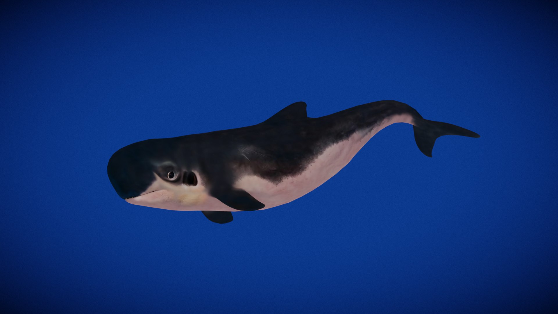 3D Pygmy Sperm Whale model https://p.turbosquid.com/ts-thumb/La/D9WbfA/d7/pygmy_sperm_whale_preview2/png/1777660651/1920x1080/fit_q87/939ce5bcacb829596611d4c46195e6ea7a98d1f9/pygmy_sperm_whale_preview2.jpg