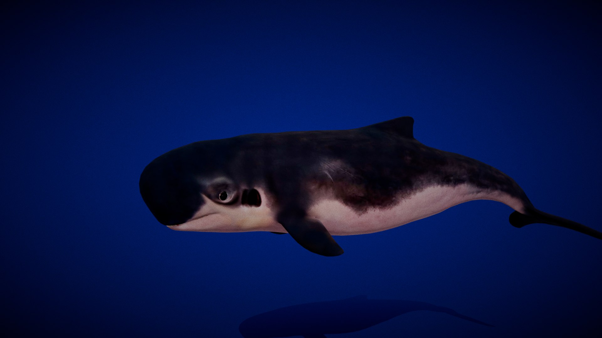 3D Pygmy Sperm Whale model https://p.turbosquid.com/ts-thumb/La/D9WbfA/dN/pygmy_spermwhales1/png/1777660685/1920x1080/fit_q87/41b259ad8308470ebd52d89d6eb7ad2253475831/pygmy_spermwhales1.jpg