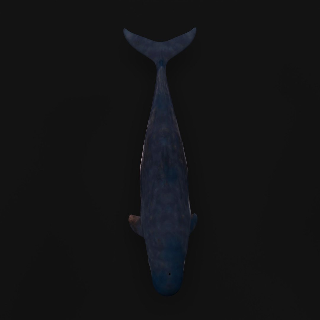 3D Pygmy Sperm Whale model https://p.turbosquid.com/ts-thumb/La/D9WbfA/is/pygmyspermwhaleskeleton_0003/jpg/1777660691/1920x1080/fit_q87/026d945f7b1fec2af4053f24a5d975a0b3b81714/pygmyspermwhaleskeleton_0003.jpg