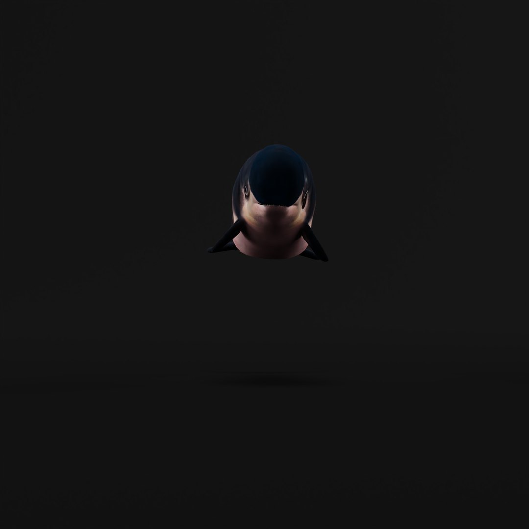3D Pygmy Sperm Whale model https://p.turbosquid.com/ts-thumb/La/D9WbfA/lp/pygmyspermwhaleskeleton_0001/jpg/1777660689/1920x1080/fit_q87/53089bec21006a8e878c08f3c4db5d2029cf65ec/pygmyspermwhaleskeleton_0001.jpg