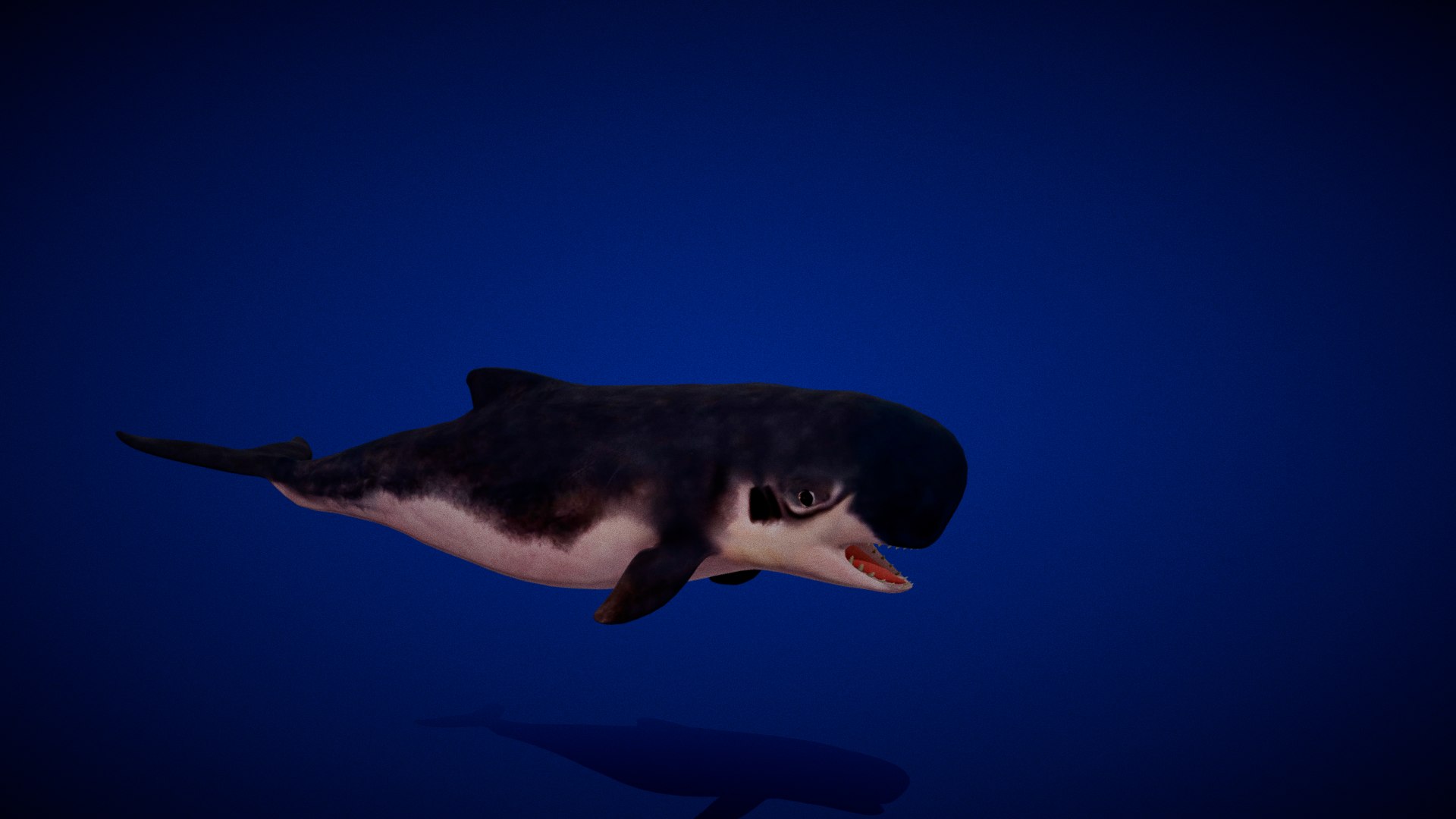 3D Pygmy Sperm Whale model https://p.turbosquid.com/ts-thumb/La/D9WbfA/mQ/pygmy_spermwhales2/png/1777660715/1920x1080/fit_q87/275d875c652db78ef0a9800fa4b7abbd85060624/pygmy_spermwhales2.jpg