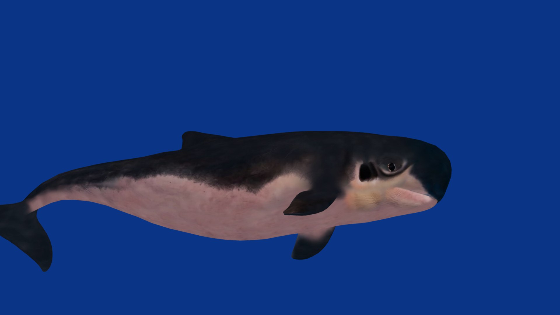 3D Pygmy Sperm Whale model https://p.turbosquid.com/ts-thumb/La/D9WbfA/n8/pygmy_spermwhales10/png/1777660829/1920x1080/fit_q87/126d87e9974cf238396543950e826df03fdc6ee1/pygmy_spermwhales10.jpg