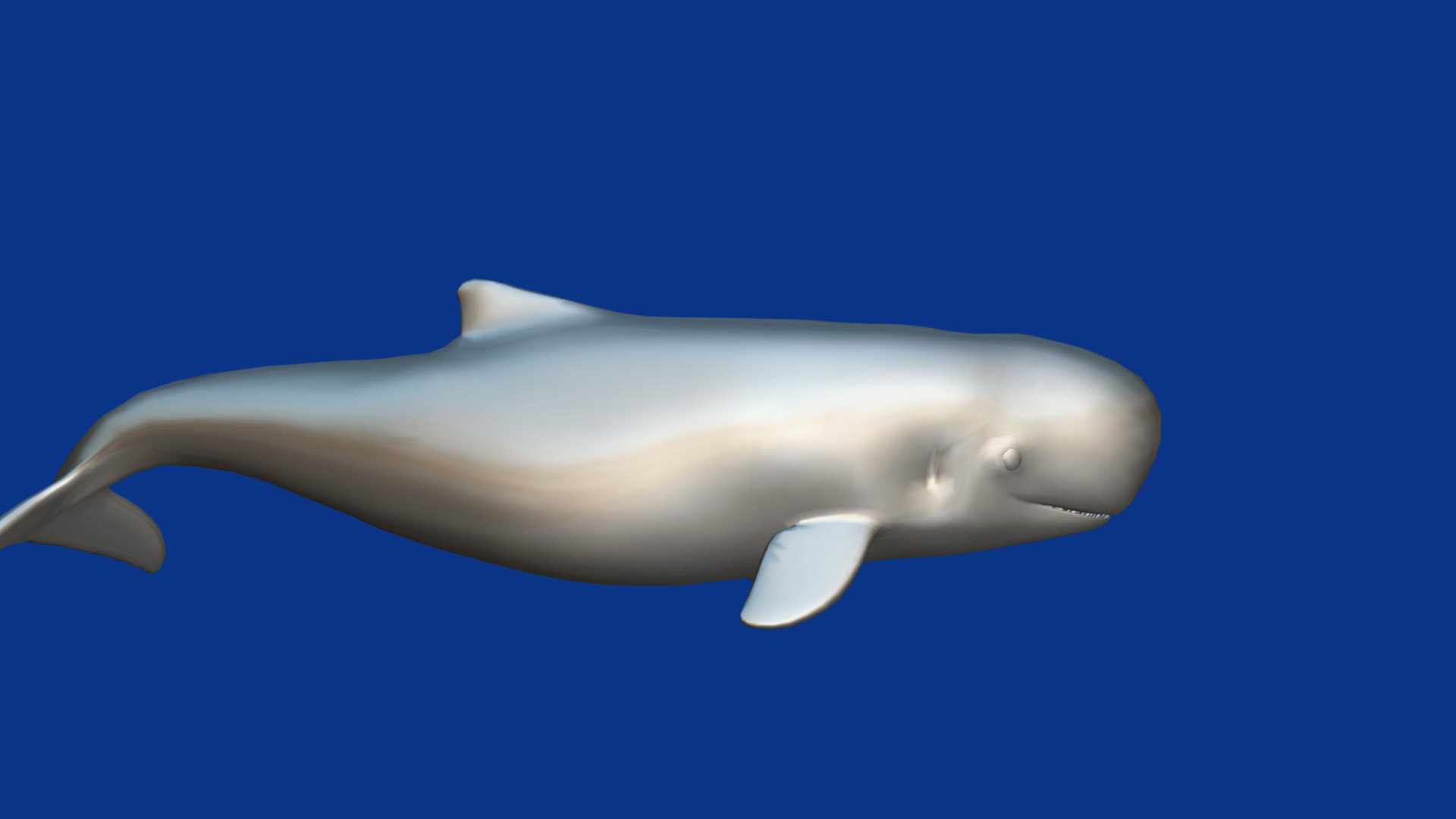 3D Pygmy Sperm Whale model https://p.turbosquid.com/ts-thumb/La/D9WbfA/s2/pygmy_spermwhales16/png/1777660857/1920x1080/fit_q87/180955011fda4f8615d09048cca49328b71abc7e/pygmy_spermwhales16.jpg