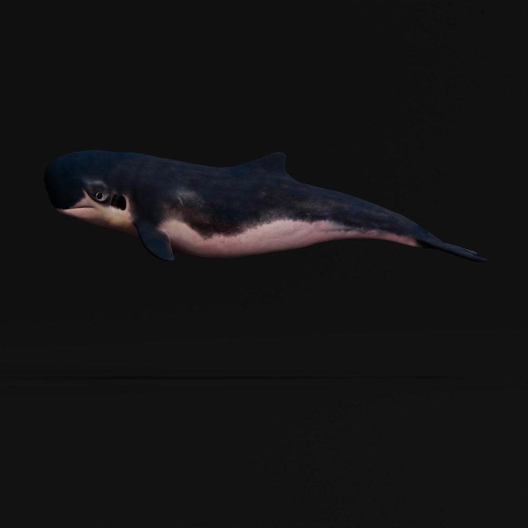 3D Pygmy Sperm Whale model https://p.turbosquid.com/ts-thumb/La/D9WbfA/sJ/pygmyspermwhaleskeleton_0002/jpg/1777660689/1920x1080/fit_q87/650fb539757eef7f74f28b48108f183392fa0abf/pygmyspermwhaleskeleton_0002.jpg
