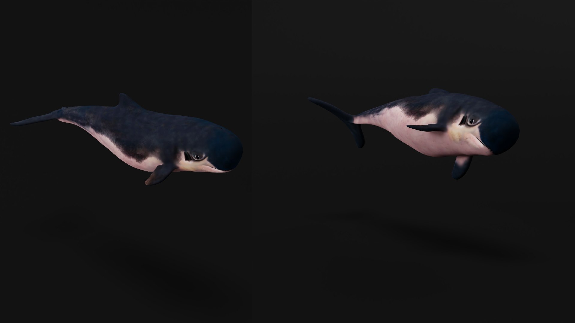 3D Pygmy Sperm Whale model https://p.turbosquid.com/ts-thumb/La/D9WbfA/sN/pygmy_spermwhales11/png/1777660833/1920x1080/fit_q87/bdd8bf9e18cf4fb6754a10f0d54fb1010c9b2eba/pygmy_spermwhales11.jpg