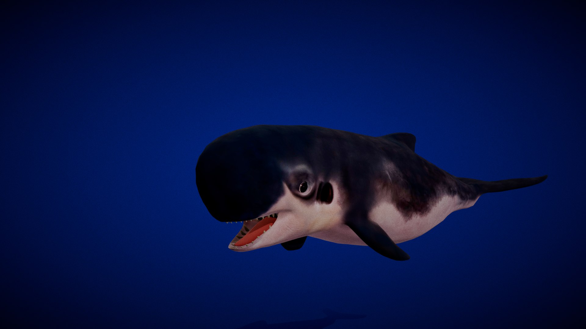 3D Pygmy Sperm Whale model https://p.turbosquid.com/ts-thumb/La/D9WbfA/sp/pygmy_spermwhales4/png/1777660849/1920x1080/fit_q87/a500fef87050340326665667f6d09355fceae353/pygmy_spermwhales4.jpg
