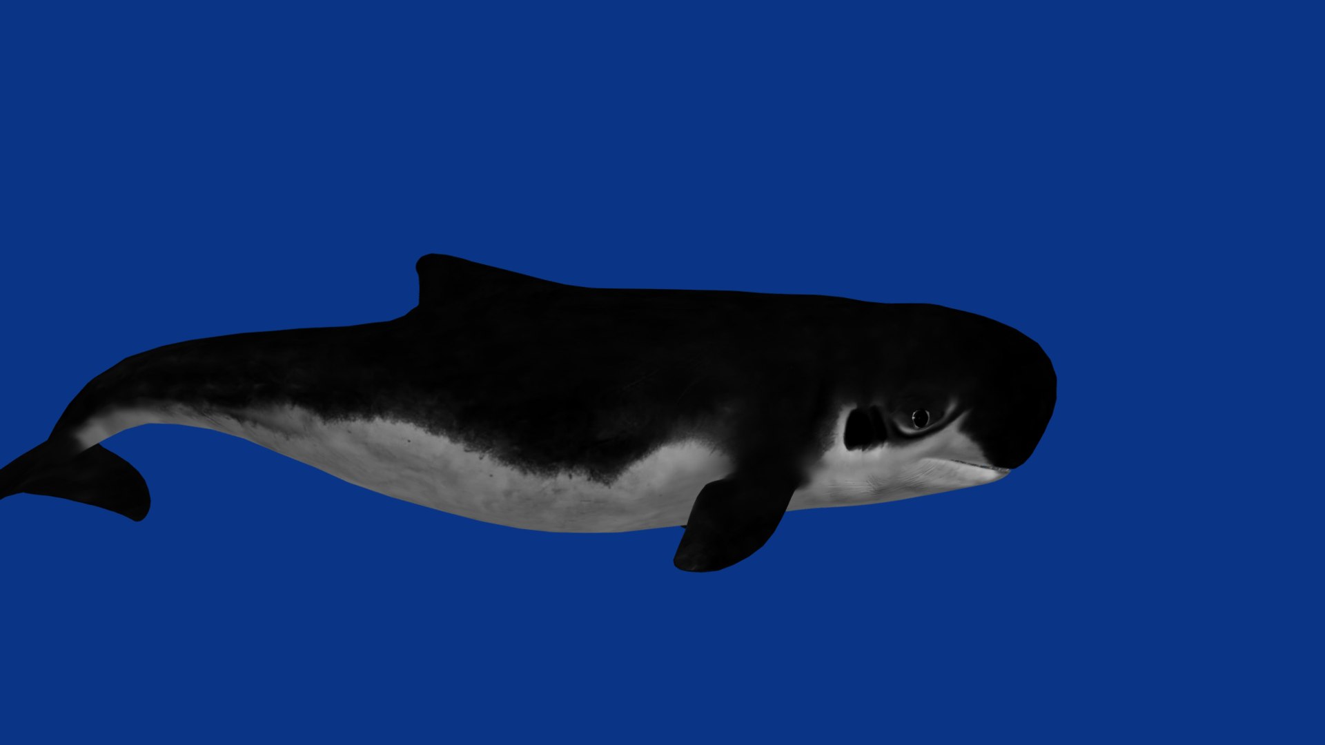 3D Pygmy Sperm Whale model https://p.turbosquid.com/ts-thumb/La/D9WbfA/y5/pygmy_spermwhales15/png/1777660848/1920x1080/fit_q87/d9814494e9c389175f838fdb859c1b073db15481/pygmy_spermwhales15.jpg