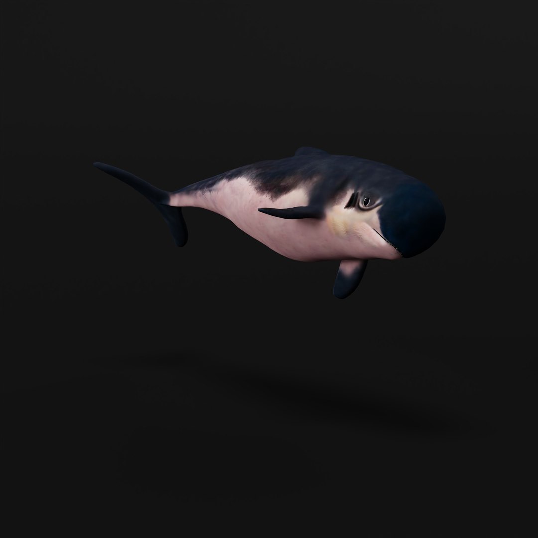 3D Pygmy Sperm Whale model https://p.turbosquid.com/ts-thumb/La/D9WbfA/zL/pygmyspermwhaleskeleton_0004/jpg/1777660693/1920x1080/fit_q87/6ef0ae7ca7173cd634b2d0349428f8d2ee79882e/pygmyspermwhaleskeleton_0004.jpg