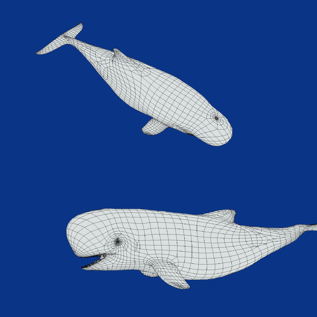 3D Pygmy Sperm Whale model https://p.turbosquid.com/ts-thumb/La/D9WbfA/zL/wire/png/1777660877/1920x1080/fit_q87/7abbd045f3fbeb54cbd44dda7d75d99726da9188/wire.jpg