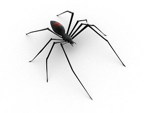 black widow spider_skeleton