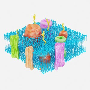 membrane cell 3d max