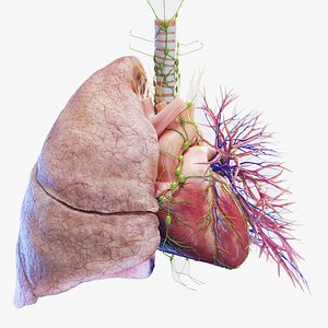 Medically accurate Human Heart and Lung 3D model
