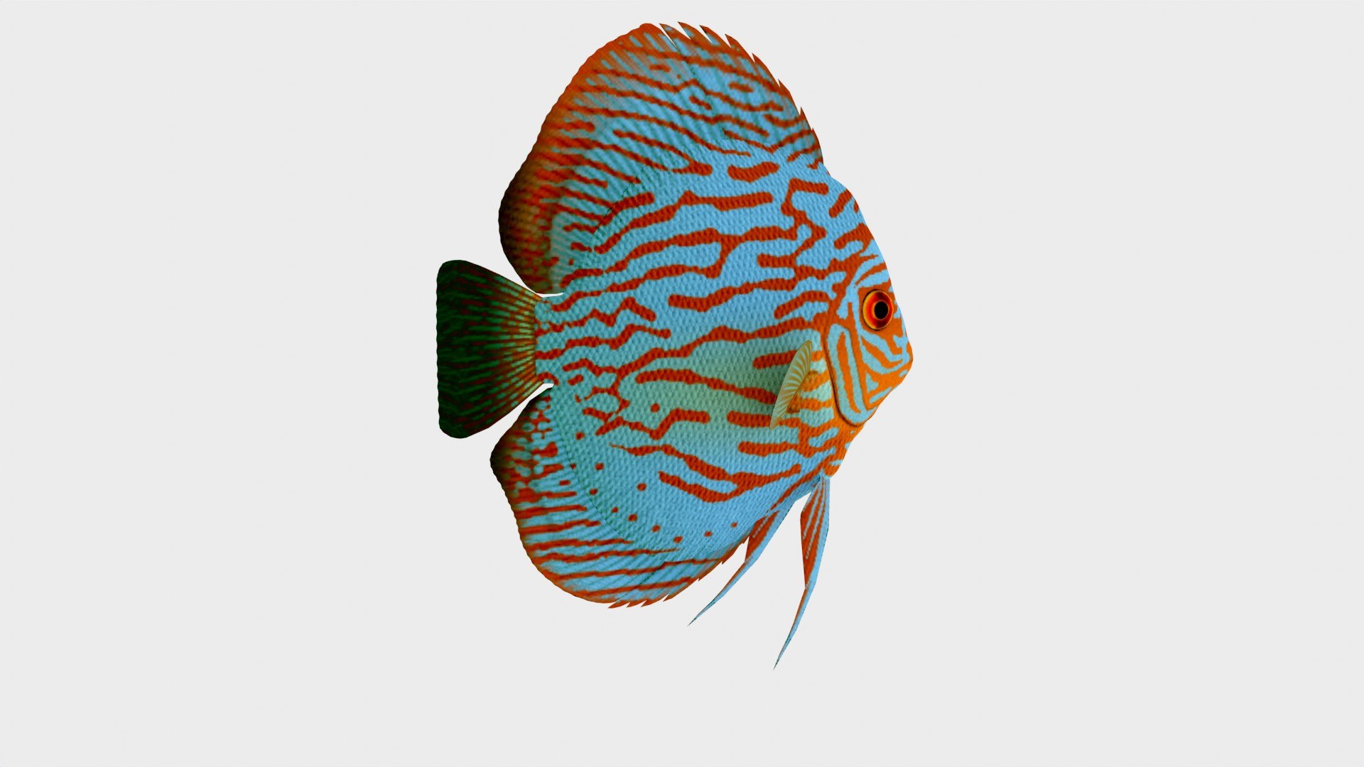 Red Turquoise Discus Fish 3D Model Low Poly 3D - TurboSquid 2242725