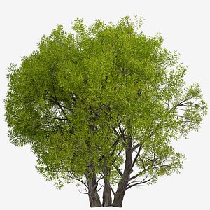 3D Salix Fragilis or Crack willow Tree - 1 Tree