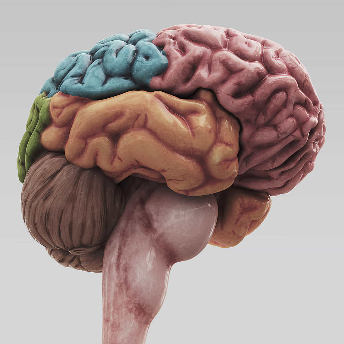 3ds max human brain - internal anatomy