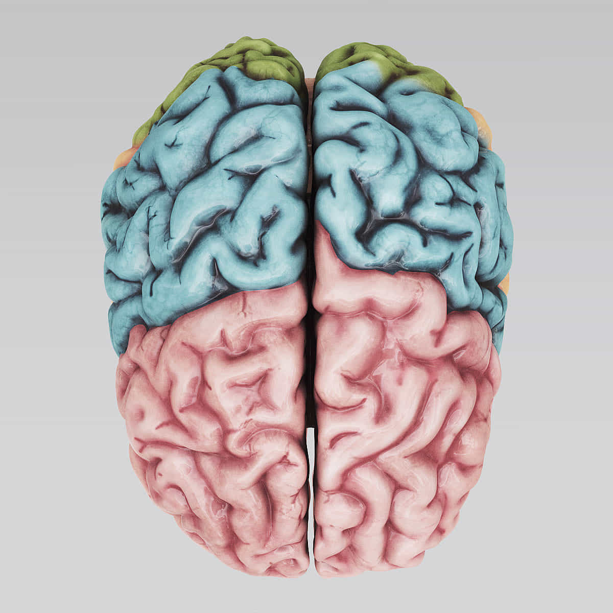 3ds max human brain - internal anatomy