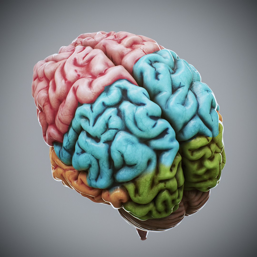 3ds max human brain - internal anatomy https://p.turbosquid.com/ts-thumb/Lb/4Dx3eF/4L/humanbrain_07/jpg/1748532460/1920x1080/fit_q87/3e1c34e6c9f03f2c17f561cd96fc6a3b5d0c38dc/humanbrain_07.jpg