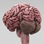 3ds max human brain - internal anatomy