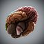 Human Brain  Anatomy