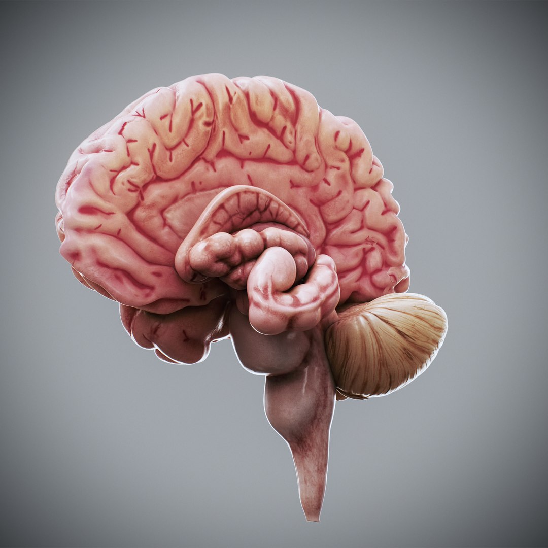 3ds max human brain - internal anatomy https://p.turbosquid.com/ts-thumb/Lb/4Dx3eF/9W/humanbrain_01/jpg/1748532457/1920x1080/fit_q87/c2edbd31def2a74840d911cb9ce5a87dce97872f/humanbrain_01.jpg