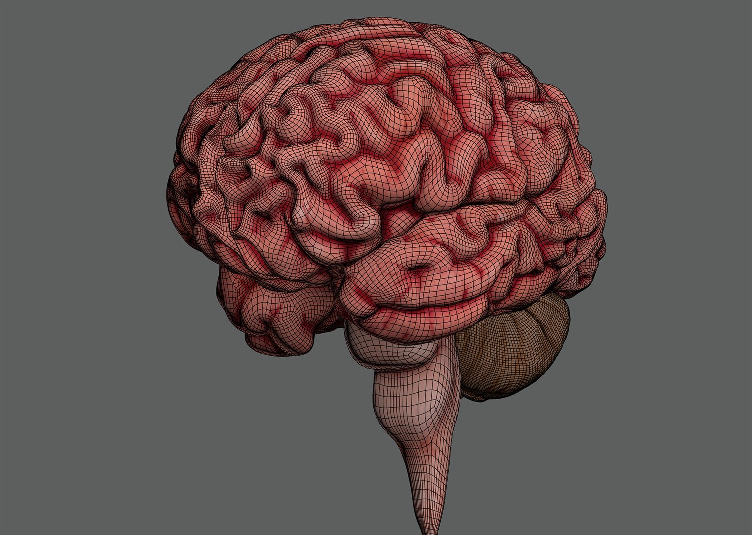 3ds max human brain - internal anatomy https://p.turbosquid.com/ts-thumb/Lb/4Dx3eF/9u/humanbrain_13/jpg/1748532463/1920x1080/fit_q87/92f22c74323fc88865c88dca875dbef070684c10/humanbrain_13.jpg