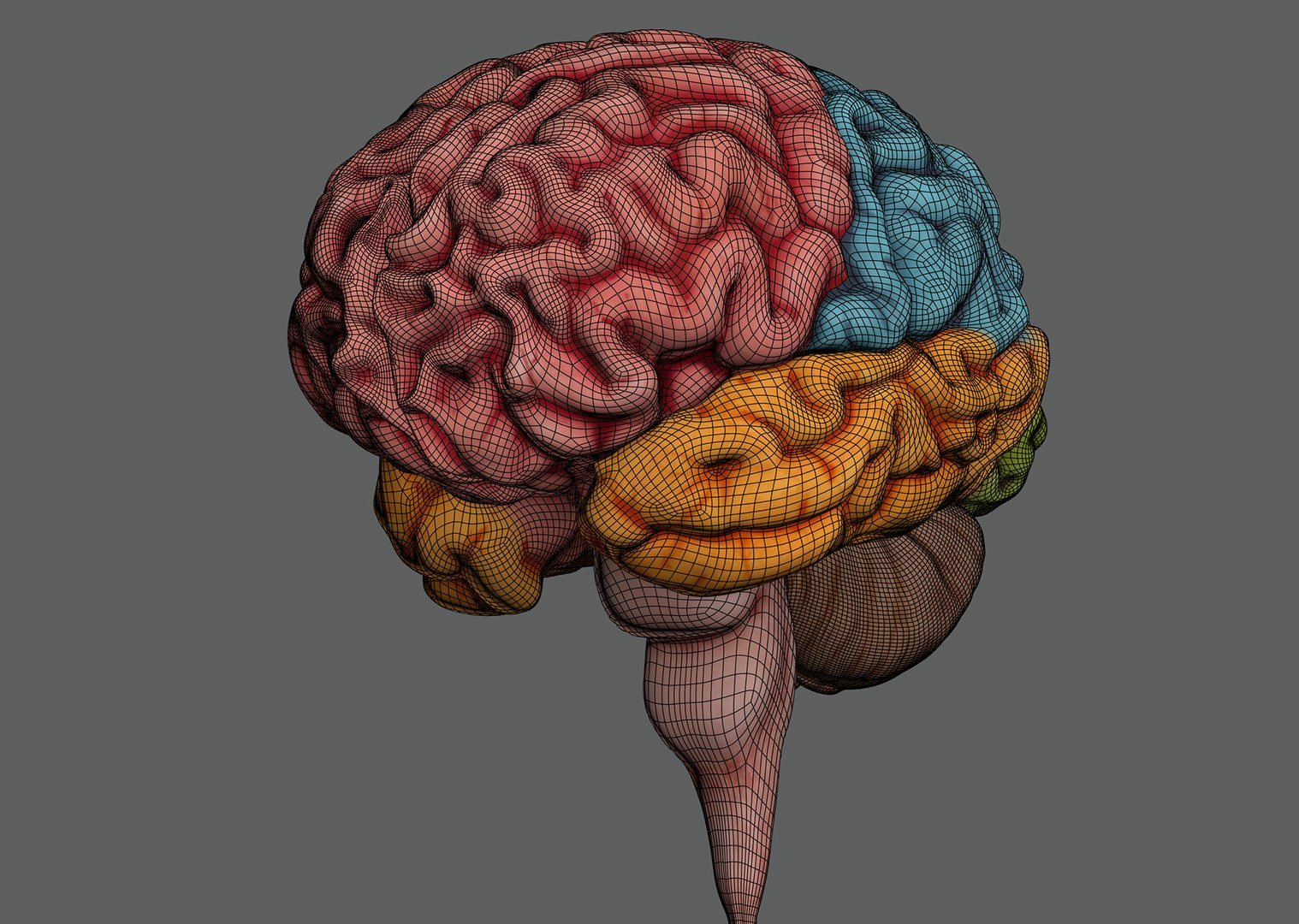 3ds max human brain - internal anatomy https://p.turbosquid.com/ts-thumb/Lb/4Dx3eF/BZ/humanbrain_12/jpg/1748532462/1920x1080/fit_q87/407891a7f2442f6d13d2aaf35595195976d76254/humanbrain_12.jpg