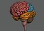 Human Brain  Anatomy