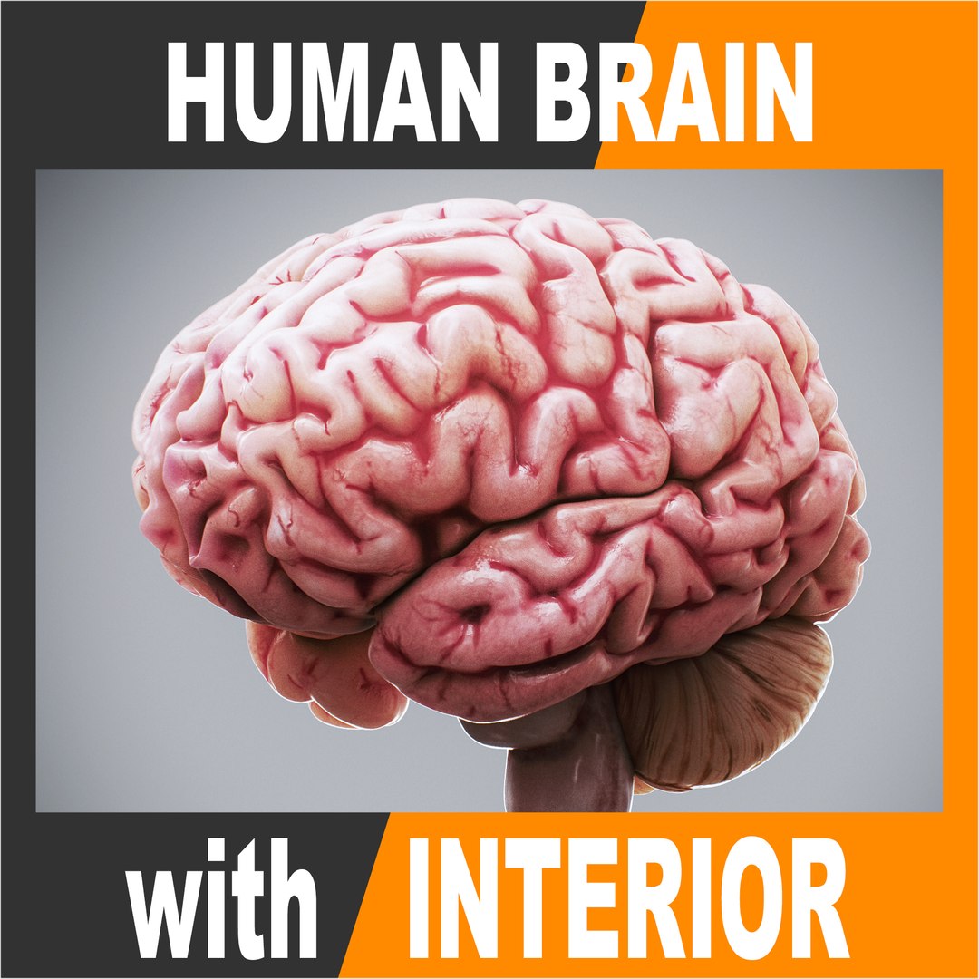 3ds max human brain - internal anatomy https://p.turbosquid.com/ts-thumb/Lb/4Dx3eF/GY/humanbrain_00_ts/jpg/1748532427/1920x1080/fit_q87/831dbf1b4c2a53c5e481bd89a8f850a78abca696/humanbrain_00_ts.jpg