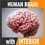 Human Brain  Anatomy