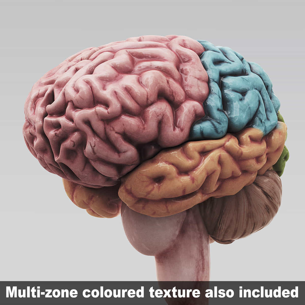 3ds max human brain internal anatomy