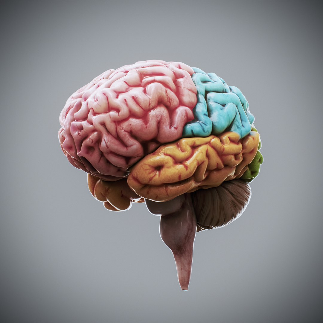 3ds max human brain - internal anatomy https://p.turbosquid.com/ts-thumb/Lb/4Dx3eF/W1/humanbrain_03/jpg/1748532459/1920x1080/fit_q87/b577845be7d5e446e072a376a527c1b8698e4096/humanbrain_03.jpg