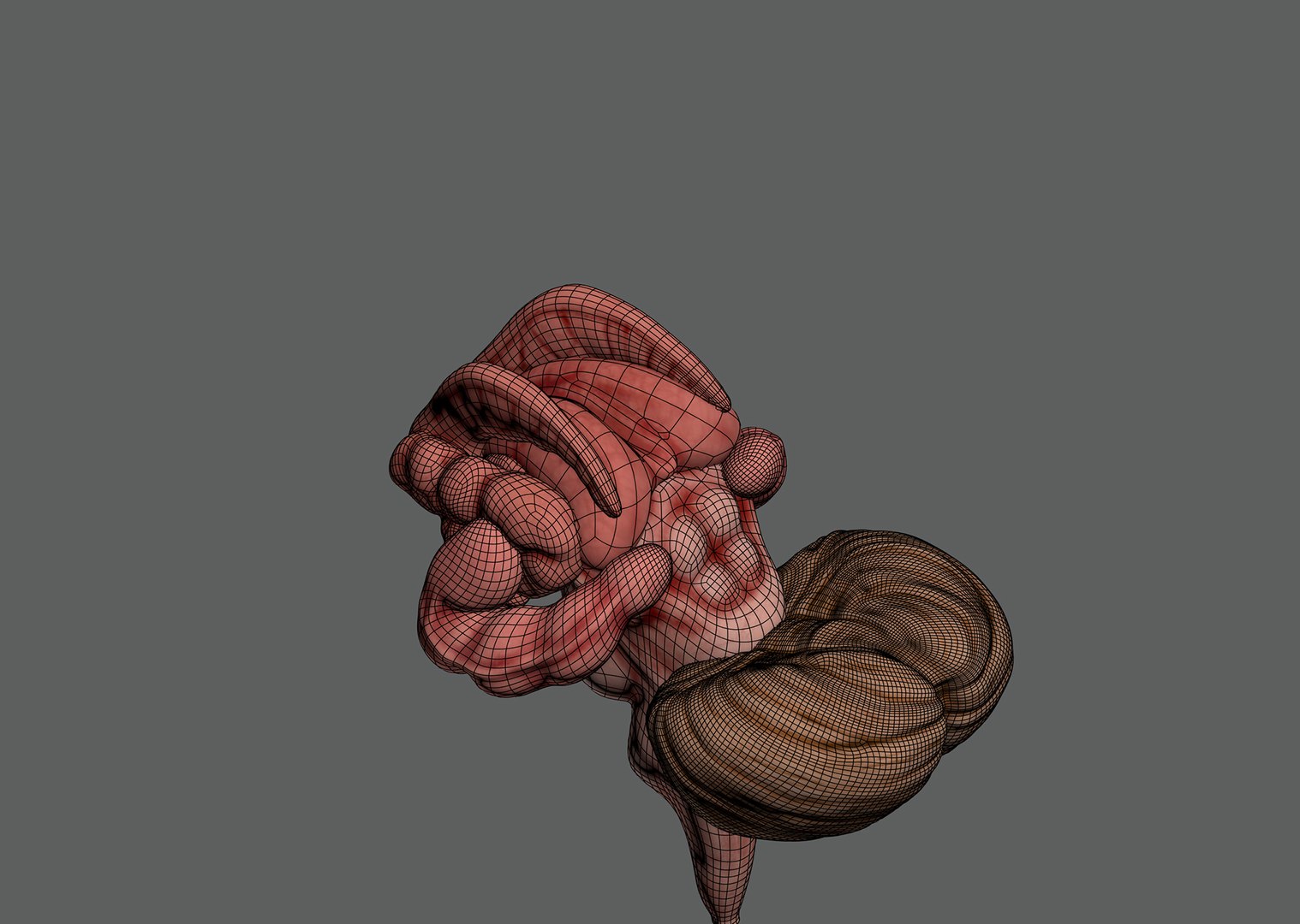 3ds max human brain - internal anatomy https://p.turbosquid.com/ts-thumb/Lb/4Dx3eF/Ws/humanbrain_10/jpg/1748532461/1920x1080/fit_q87/2ce3238e4439994a4226981461d58210c63fa61f/humanbrain_10.jpg