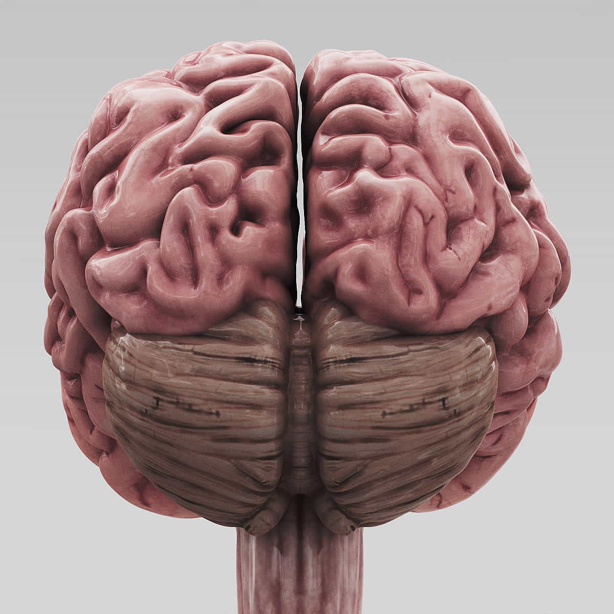 3ds max human brain - internal anatomy