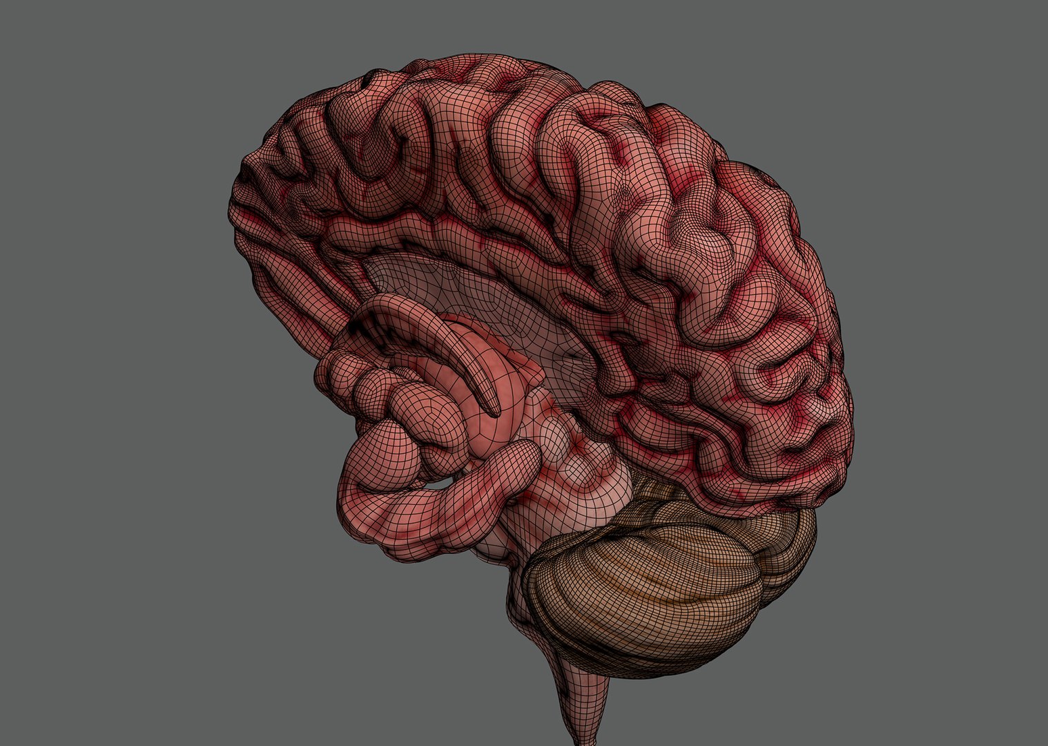 3ds max human brain - internal anatomy https://p.turbosquid.com/ts-thumb/Lb/4Dx3eF/hx/humanbrain_11/jpg/1748532461/1920x1080/fit_q87/38611b7c734e0ba207dec1015c58a01ca7be1807/humanbrain_11.jpg