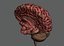 Human Brain  Anatomy