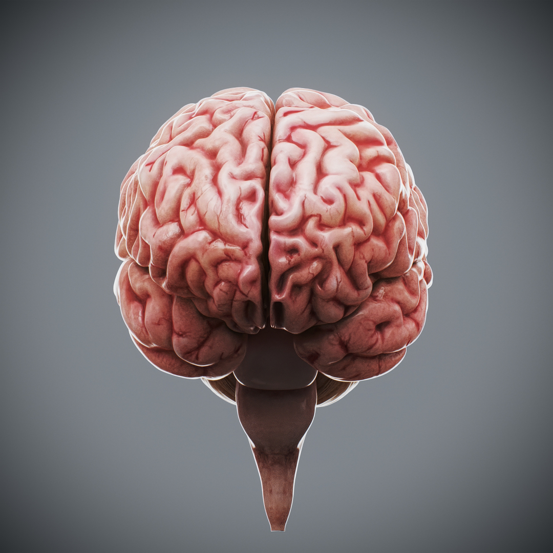 3ds max human brain - internal anatomy https://p.turbosquid.com/ts-thumb/Lb/4Dx3eF/mf/humanbrain/jpg/1748532889/1920x1080/turn_fit_q99/e770645a4b1ace98f95133018cd2da4651e90b47/humanbrain-1.jpg