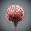3ds max human brain - internal anatomy