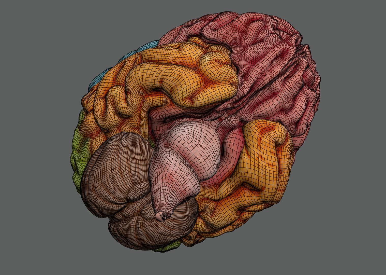 3ds max human brain - internal anatomy https://p.turbosquid.com/ts-thumb/Lb/4Dx3eF/qw/humanbrain_09/jpg/1748532461/1920x1080/fit_q87/c9b72efc01b910dfd8dca330e33f39f04bad972d/humanbrain_09.jpg