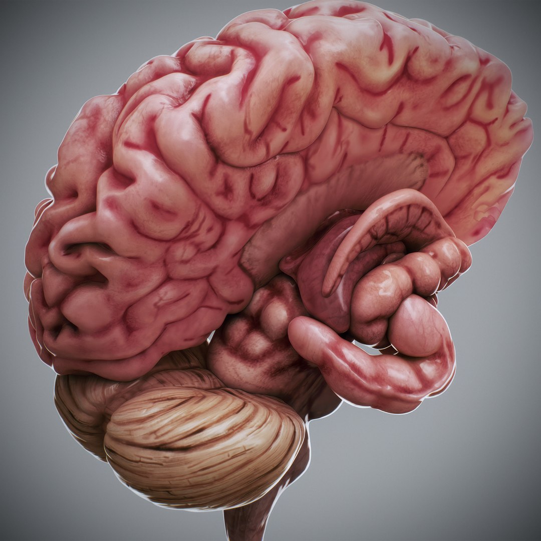 3ds max human brain - internal anatomy https://p.turbosquid.com/ts-thumb/Lb/4Dx3eF/xM/humanbrain_02/jpg/1748532458/1920x1080/fit_q87/4358f76c7e3cfaf1dd0f0cf2e74095dd2e8e72e9/humanbrain_02.jpg