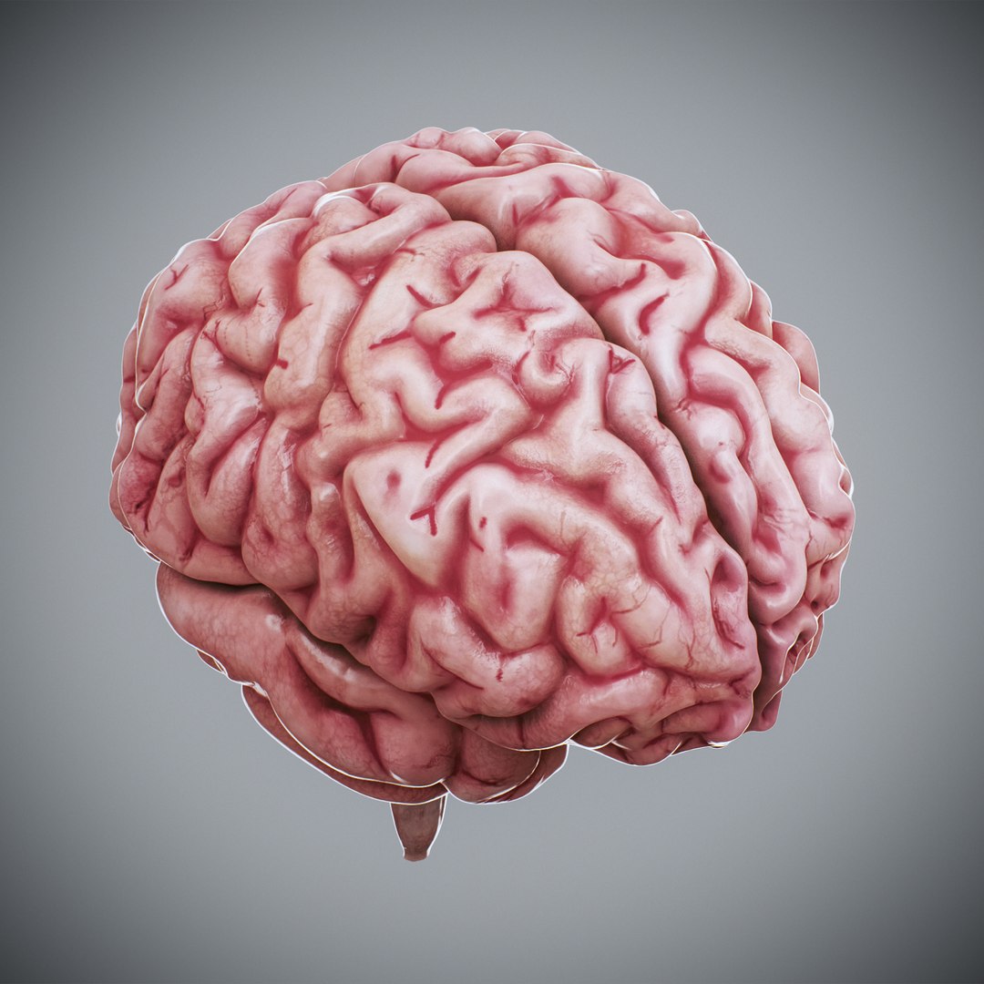 3ds max human brain - internal anatomy https://p.turbosquid.com/ts-thumb/Lb/4Dx3eF/xX/humanbrain_06/jpg/1748532459/1920x1080/fit_q87/316c9d0b65cac530b3550b1f4cd4f506badb9d27/humanbrain_06.jpg