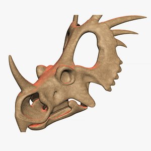 styracosaurus skull model