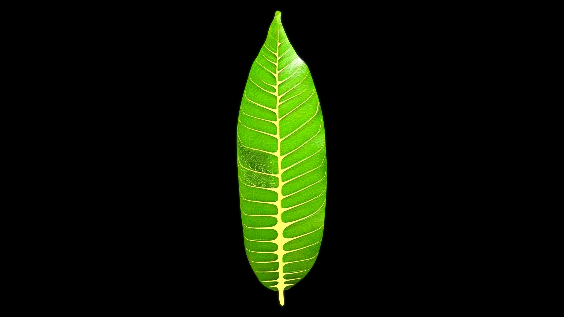 3D model Mangifera leaf https://p.turbosquid.com/ts-thumb/Lb/6mVyW7/7R/z0044_mangiferaleaf_0001/jpg/1703576029/1920x1080/fit_q87/1fcd7339448fc4a6f1e8f31f6b877feb6b41faa7/z0044_mangiferaleaf_0001.jpg