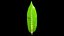3D model Mangifera leaf