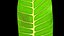 3D model Mangifera leaf