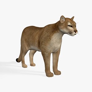cougar mountain lion 3D model