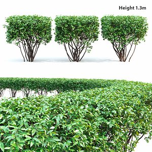 3D bush hedge