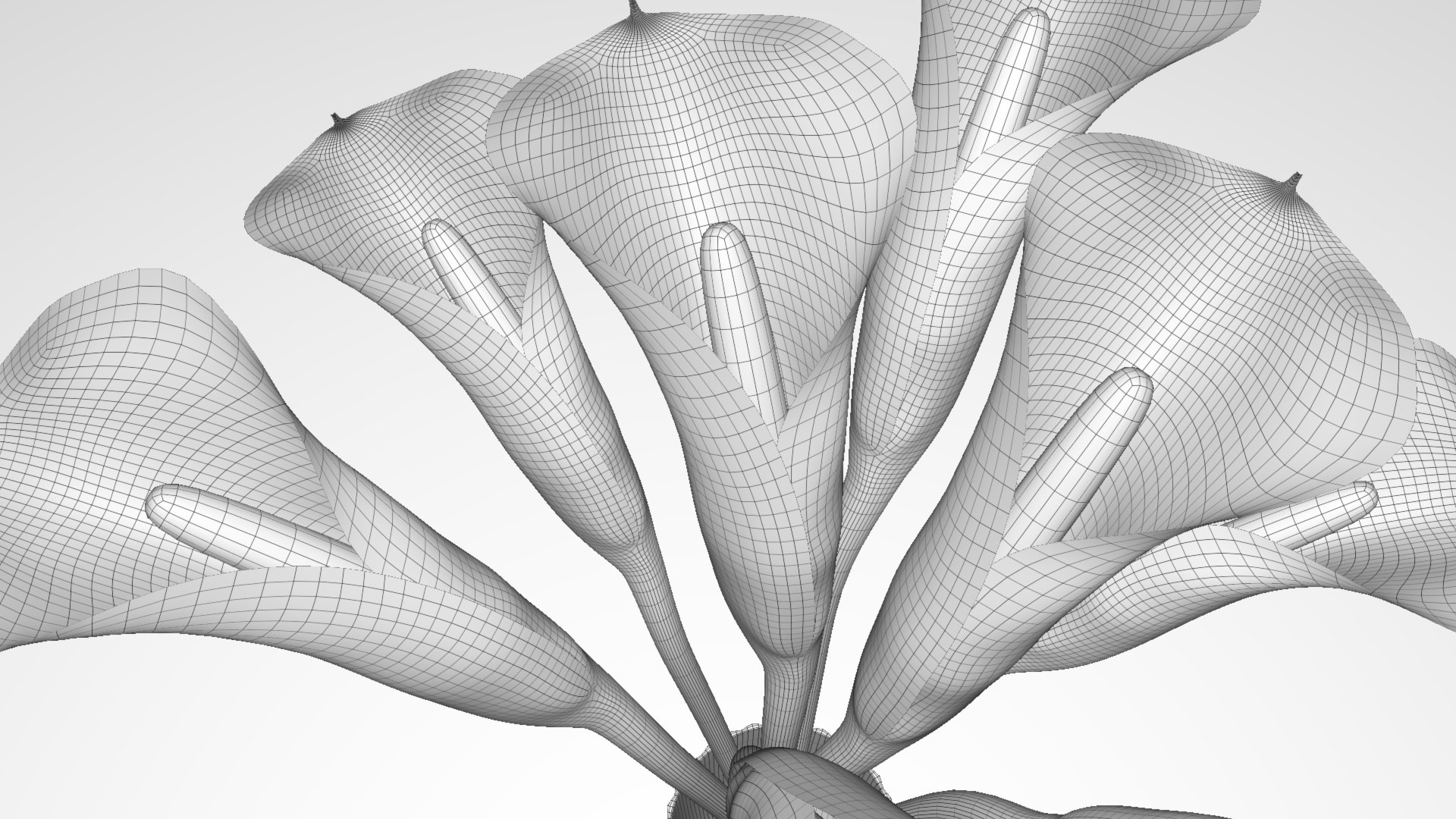flowers calla model https://p.turbosquid.com/ts-thumb/Lb/QNfqVZ/7zDi7A8e/w5/jpg/1599690057/1920x1080/fit_q87/4d185922a3f0648c00a08ec7e0f93f1743a90635/w5.jpg